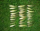 Perch