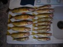 one man limit