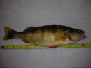 12 inch perch